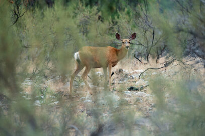 Cerf mulet - Odocoileus hemionus - Mule Deer (14).jpg