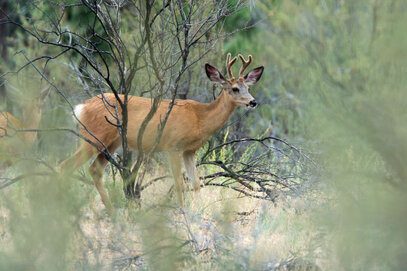 Cerf mulet - Odocoileus hemionus - Mule Deer (35).jpg