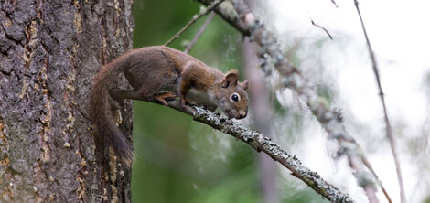 Écureuil roux-Tamiasciurus hudsonicus-American Red Squirrel (11).jpg