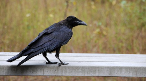 Grand Corbeau-Corvus corax-Northern Raven (1).JPG
