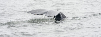 Baleine à bosse-Megaptera novaeangliae-Mégaptère, Jubarte, Rorqual à bosse (559).jpg