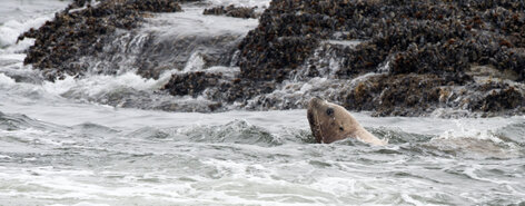 Lion de mer de Steller-Eumetopias jubatus-Steller Sea Lion (195).jpg