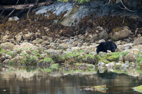 Ours noir-Ursus americanus-American black bear (51).jpg