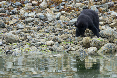 Ours noir-Ursus americanus-American black bear (162).jpg