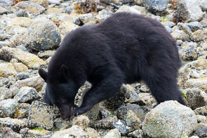 Ours noir-Ursus americanus-American black bear (255).jpg
