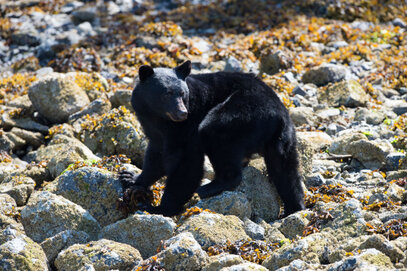 Ours noir-Ursus americanus-American black bear (556).jpg