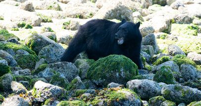 Ours noir-Ursus americanus-American black bear (642).jpg