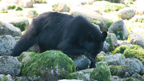Ours noir-Ursus americanus-American black bear (672).jpg