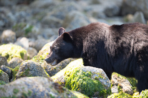 Ours noir-Ursus americanus-American black bear (735).jpg