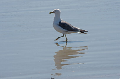 Goéland de Californie-Larus californicus-California Gull (19).jpg