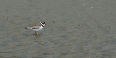Gravelot semipalmé-Pluvier semipalmé-Charadrius semipalmatus-Semipalmated Plove (8).jpg