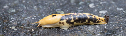 Pacific banana slug-Ariolimax columbianus (2).jpg