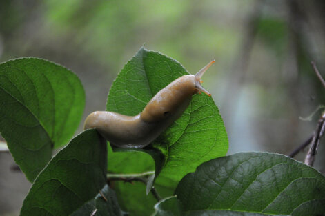 Pacific banana slug-Ariolimax columbianus (1).jpg