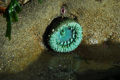 Anémone de mer-Actiniaria-Sea anemones (7).jpg