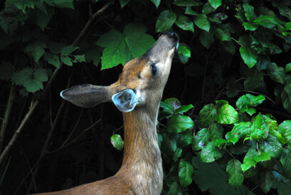 Cerf mulet-Odocoileus hemionus-Mule deer (17).jpg