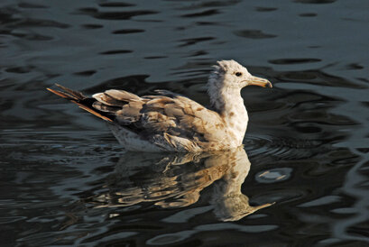 Goéland argenté-Larus argentatus-European Herring Gull (3).jpg