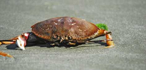 Dungeness crab-Metacarcinus magister (4).jpg
