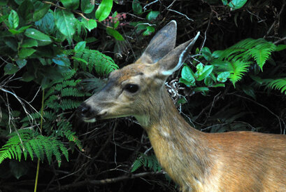 Cerf mulet-Odocoileus hemionus-Mule deer (10).jpg