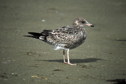 Goéland de Californie-Larus californicus-California Gull ( ( (16).jpg