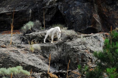 Chèvre des montagnes Rocheuses-Oreamnos americanus-Mountain goat (21).JPG