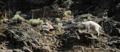Chèvre des montagnes Rocheuses-Oreamnos americanus-Mountain goat (41).JPG