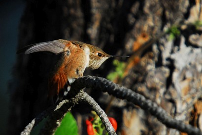 Colibri roux-Selasphorus rufus-Rufous Hummingbird (288).JPG