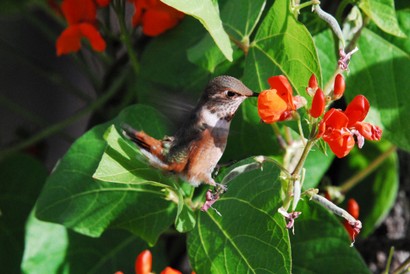 Colibri roux-Selasphorus rufus-Rufous Hummingbird (314).JPG