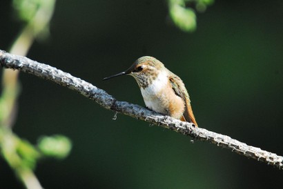 Colibri roux-Selasphorus rufus-Rufous Hummingbird (333).JPG