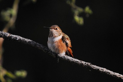 Colibri roux-Selasphorus rufus-Rufous Hummingbird (344).JPG