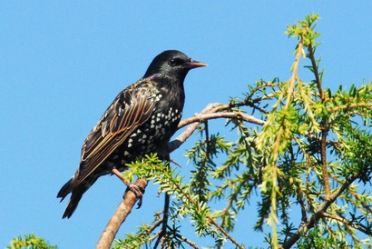 Étourneau sansonnet-Sturnus vulgaris-Common Starling (2).jpg