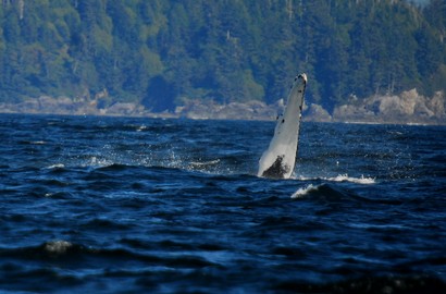 Baleine grise-Eschrichtius robustus-Gray Whale (46) copie.jpg