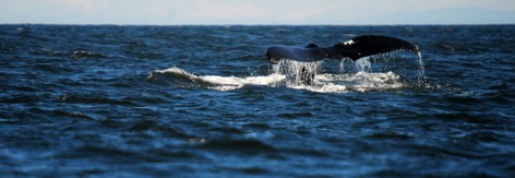 Baleine grise-Eschrichtius robustus-Gray Whale (5).jpg