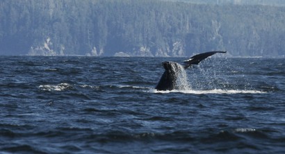 Baleine grise-Eschrichtius robustus-Gray Whale (19).jpg