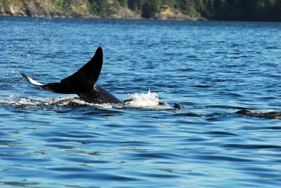 Orque-Épaulard-Orcinus orca (70).jpg