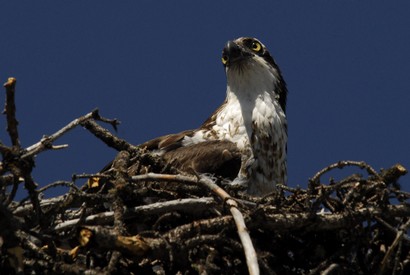 Balbuzard pêcheur-Pandion haliaetus-Western Osprey (21).JPG