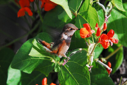Colibri roux-Selasphorus rufus-Rufous Hummingbird (116).jpg
