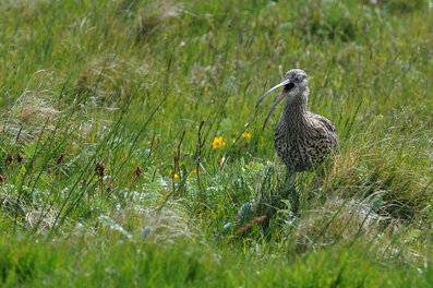 Courlis cendré - Numenius arquata - Eurasian Curlew (127).jpg
