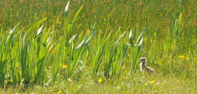 Courlis cendré - Numenius arquata - Eurasian Curlew (62).jpg