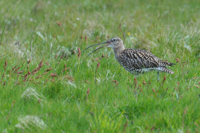 Courlis cendré - Numenius arquata - Eurasian Curlew (85).jpg