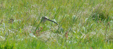 Courlis cendré - Numenius arquata - Eurasian Curlew (92).jpg