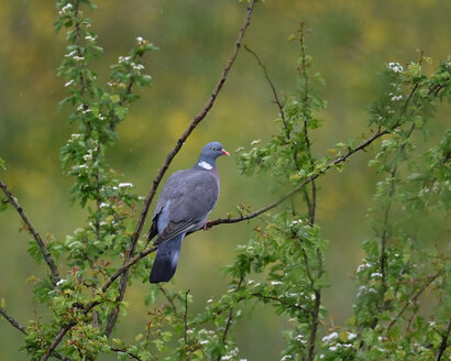 Pigeon ramier - Columba palumbus.jpg