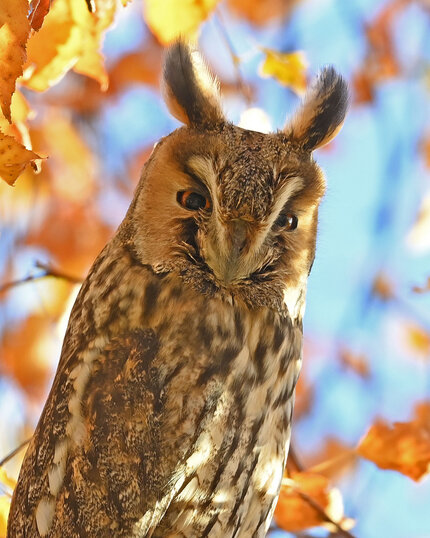 Hibou moyen-duc-Asio otus-Long-eared Owl (1).jpg