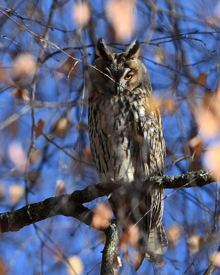 Hibou moyen-duc-Asio otus-Long-eared Owl (2).jpg