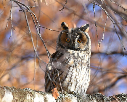 Hibou moyen-duc-Asio otus-Long-eared Owl (3).jpg