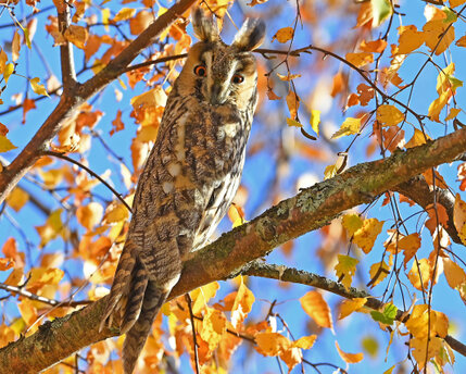 Hibou moyen-duc-Asio otus-Long-eared Owl (4).jpg