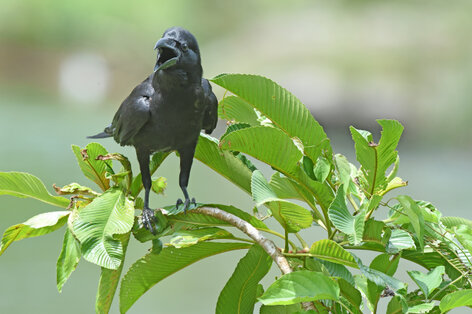Corbeau indien - Corvus culminatus - Indian Jungle Crow (2).jpg