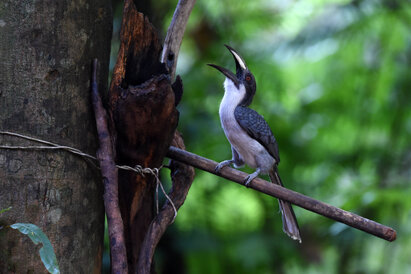 Calao de Ceylan - Ocyceros gingalensis - Sri Lanka Grey Hornbill (1).jpg