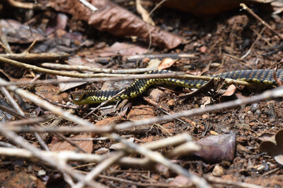Dendrelaphis tristis - Common Bronzeback Tree Snake (6).jpg