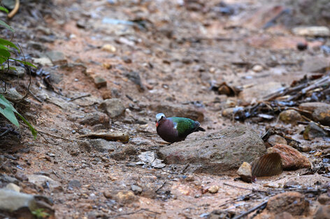 Colombine turvert - Chalcophaps indica - Common Emerald Dove (3).jpg