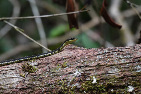 Dendrelaphis tristis - Common Bronzeback Tree Snake (9).jpg